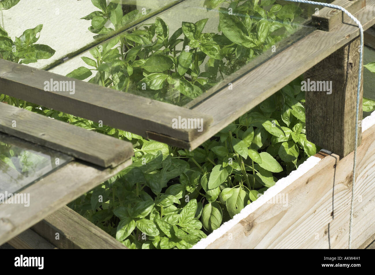 Basil growing in a cold frame Norfolk UK August Stock Photo