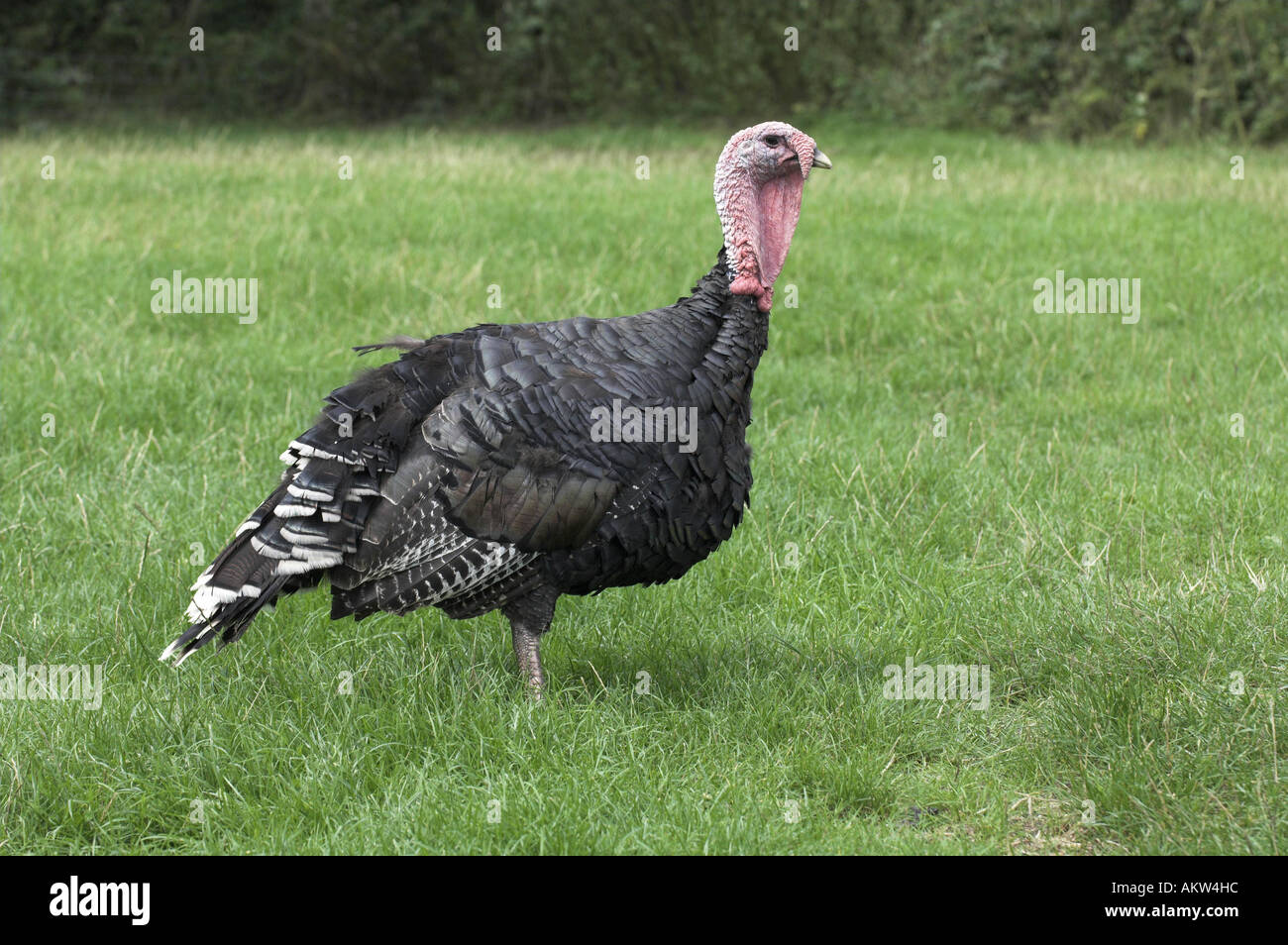 Bronze Turkey male free ranging in farmyard Stock Photo Alamy