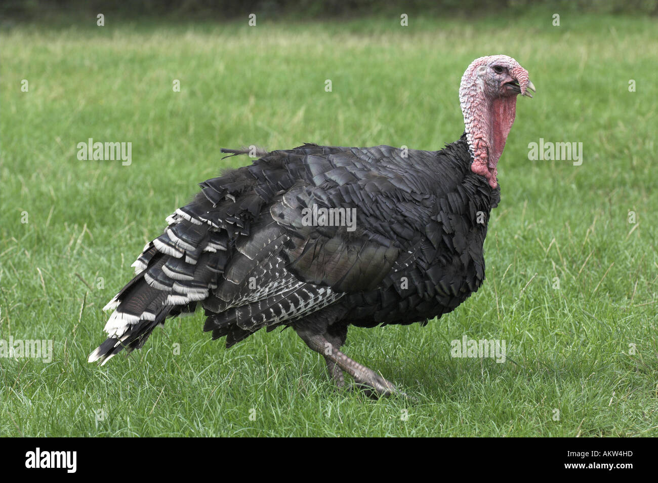 Bronze Turkey male free ranging in farmyard Stock Photo Alamy