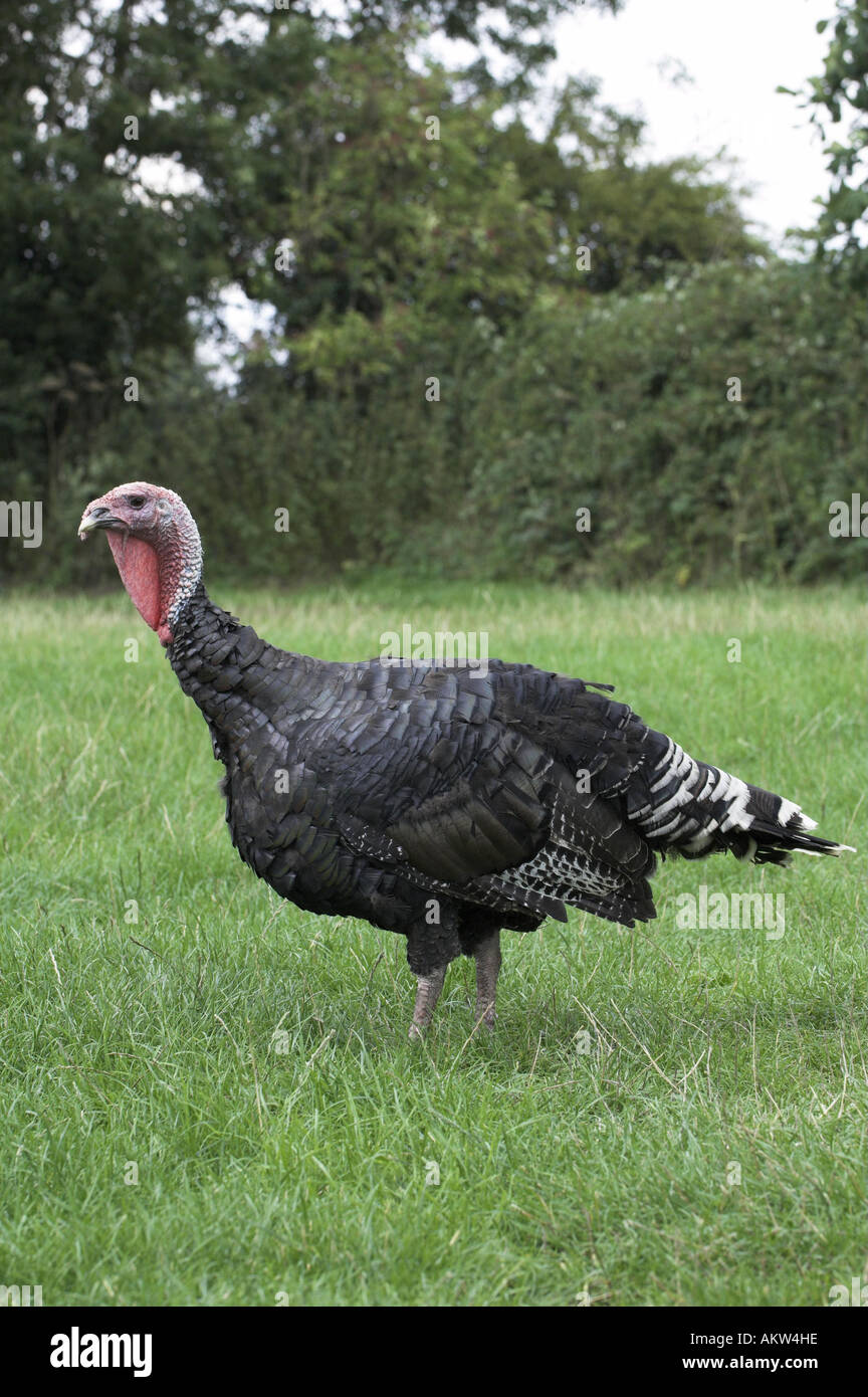 Bronze Turkey male free ranging in farmyard Stock Photo Alamy