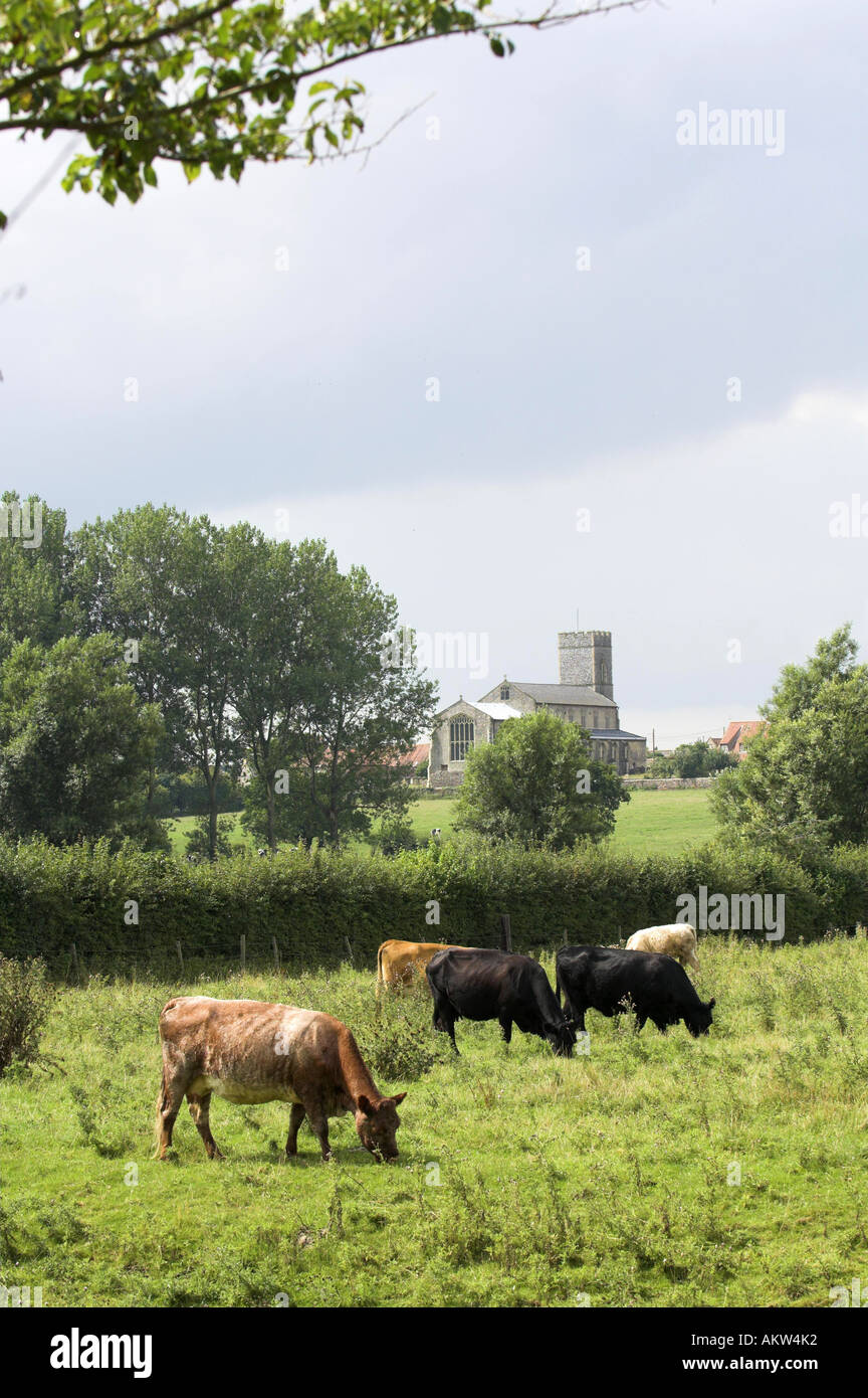 Dairy Cattle grazing in typical meadowland with All Saints, Wighton village church in background