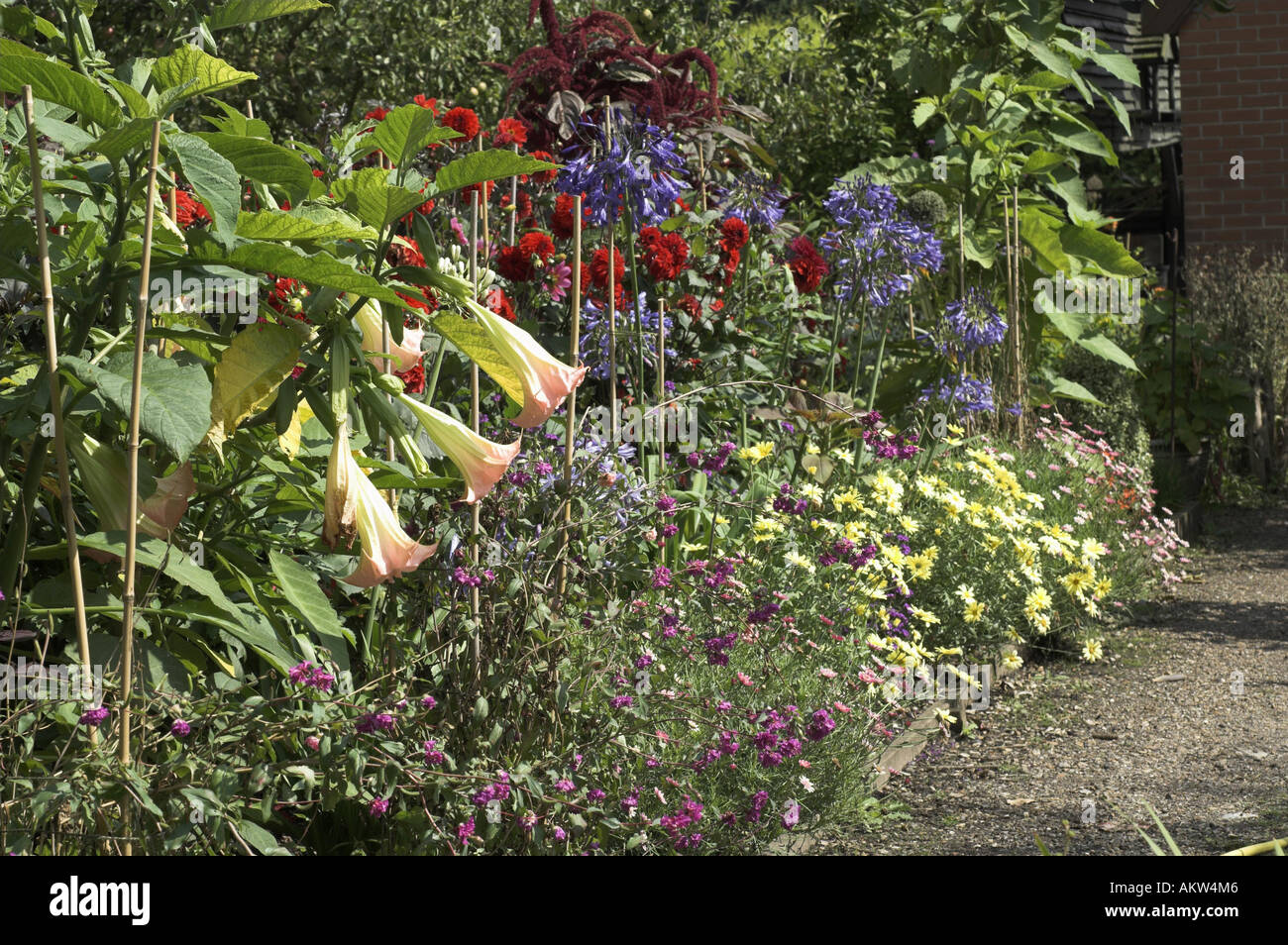 Flower border in late summer with agapanthus datura dahlia castor oil