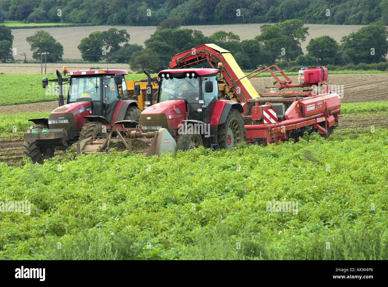 Mechanised potato harvesting Norfolk UK August Stock Photo