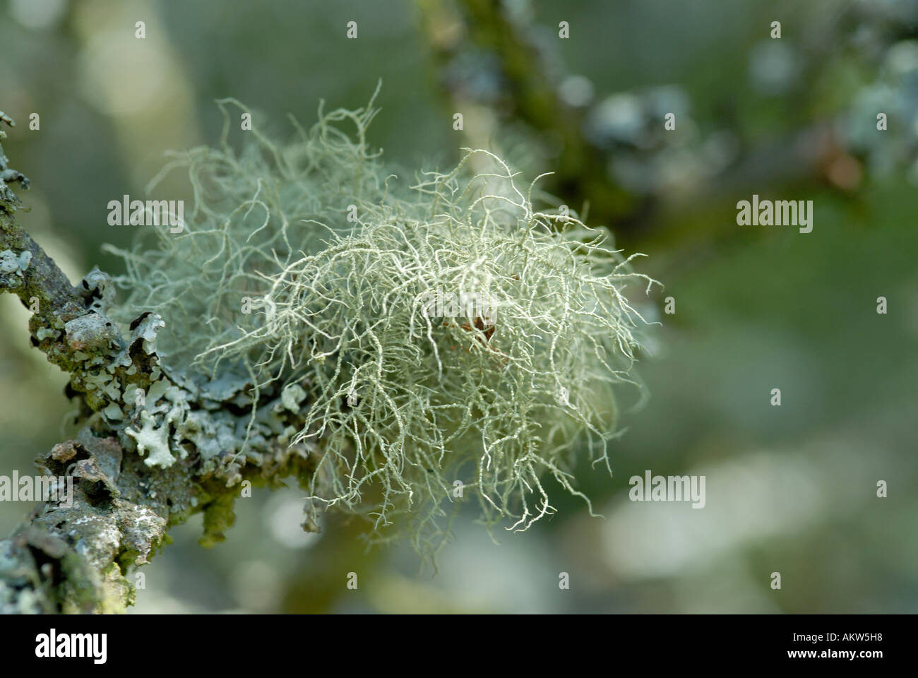 A shaggy lichen Usnea species growing on a tree branch Harrison s Rocks Groombridge Kent UK Stock Photo