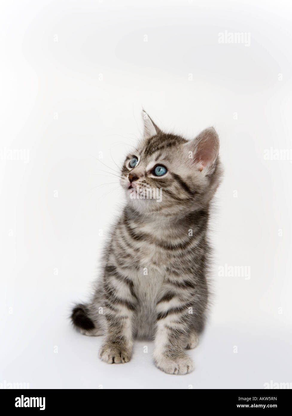Short haired grey tabby kitten aged around 7 weeks old Stock Photo - Alamy