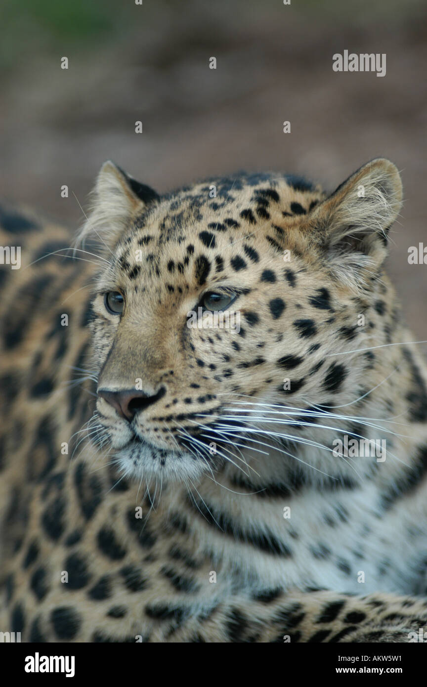 Amur Leopard Zoo Uk High Resolution Stock Photography and Images - Alamy