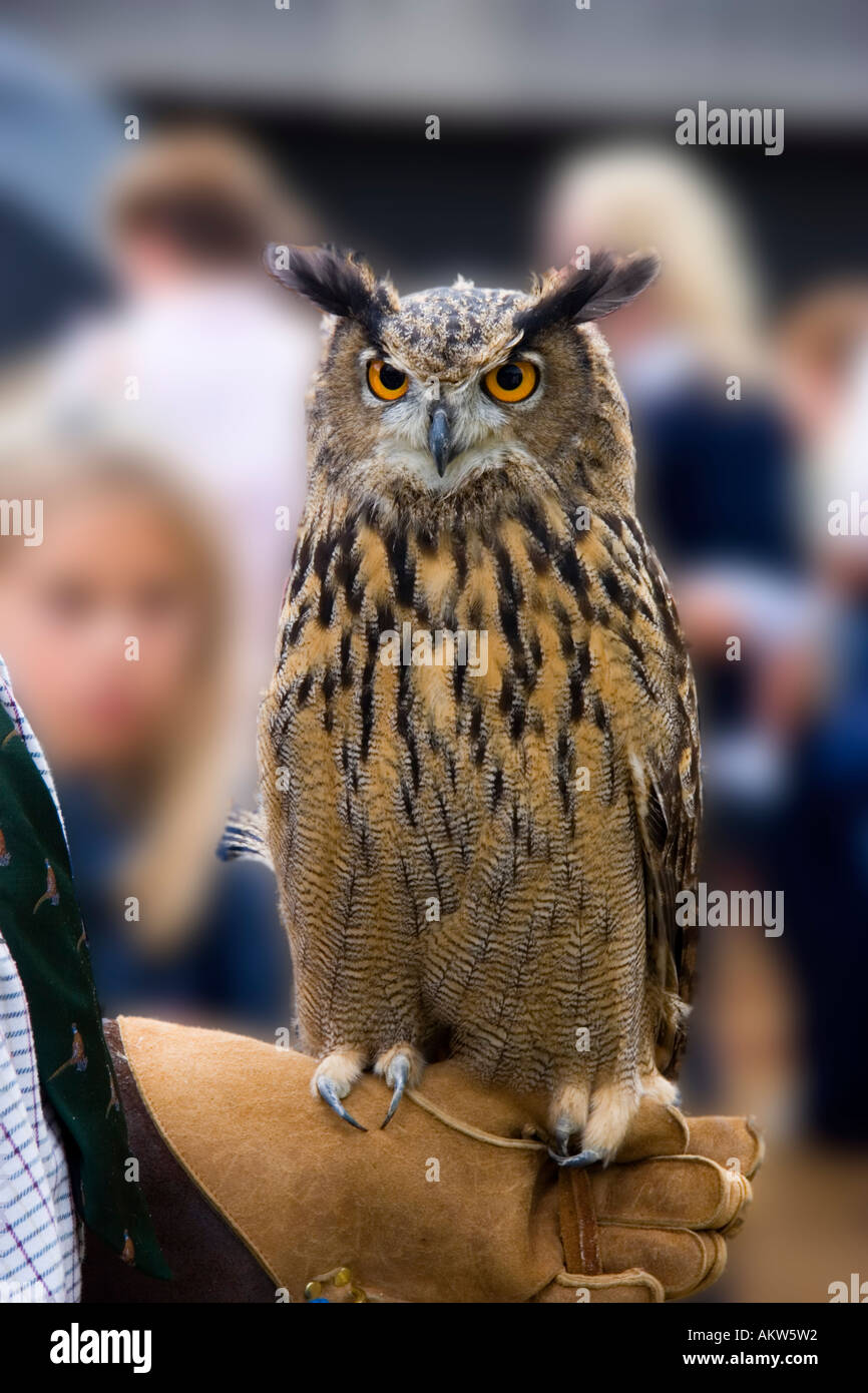 European Eagle Owl bubo bubo Stock Photo