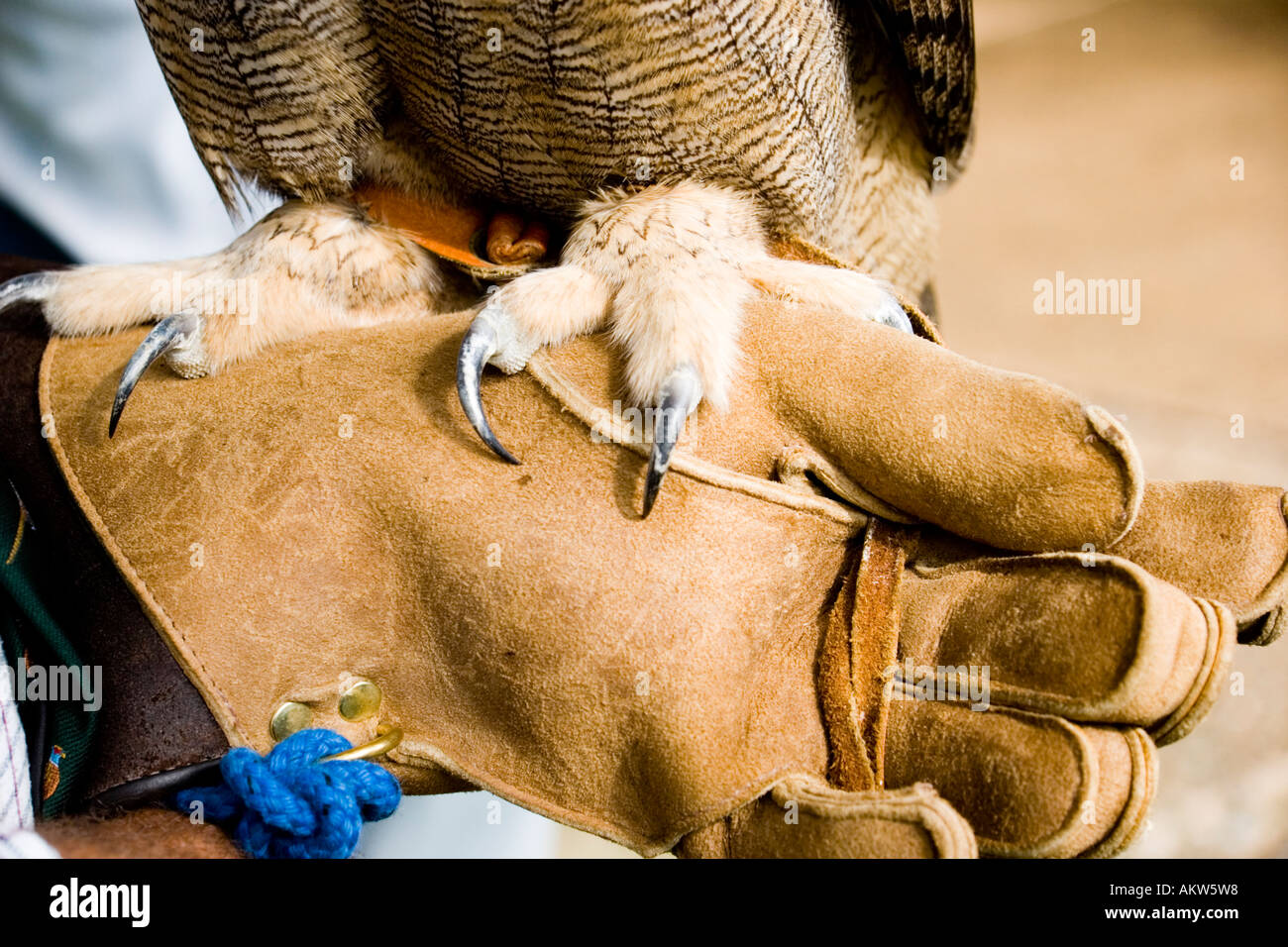 Talons of a European Eagle Owl bubo bubo Stock Photo