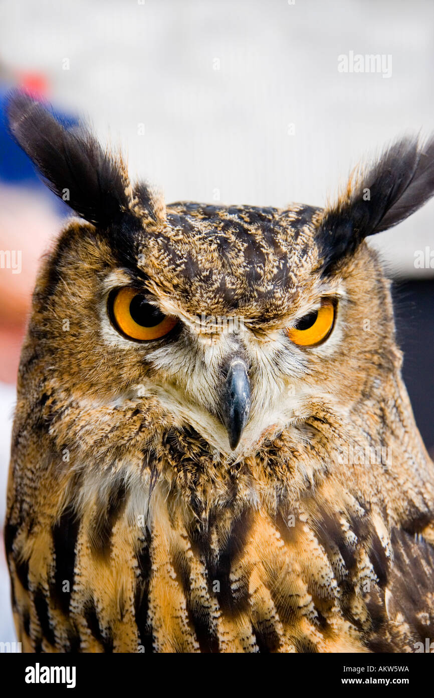 European Eagle Owl bubo bubo Stock Photo