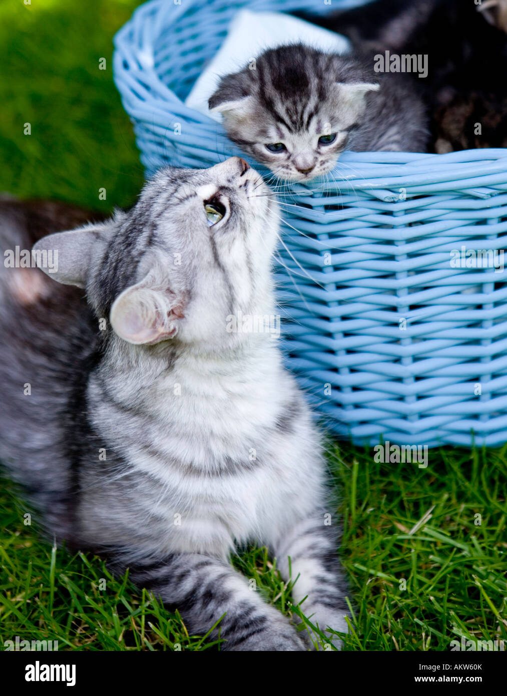 Grey tabby cat with her kittens Stock Photo
