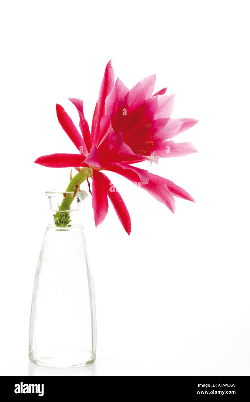 Blossom of cactus in vase (Epiphyllum), close-up Stock Photo