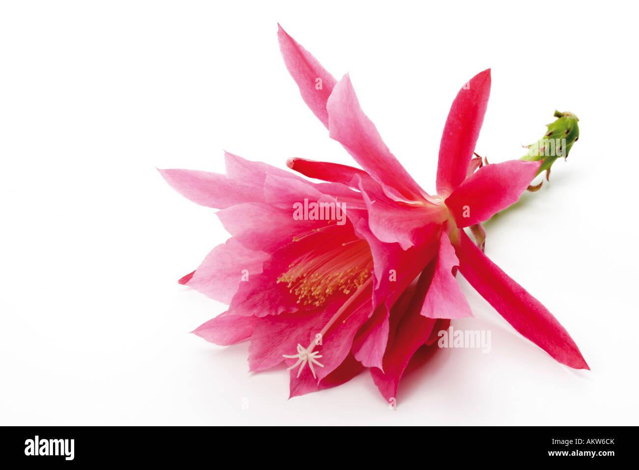 Blossom of cactus (Epiphyllum), close-up Stock Photo