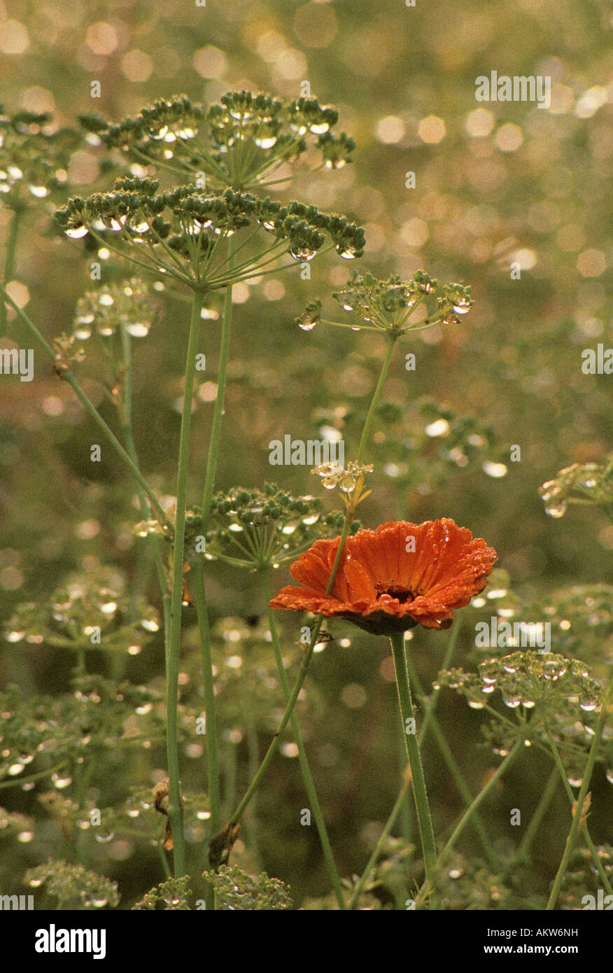 French Marigold and Parsley gone to seed. Stock Photo