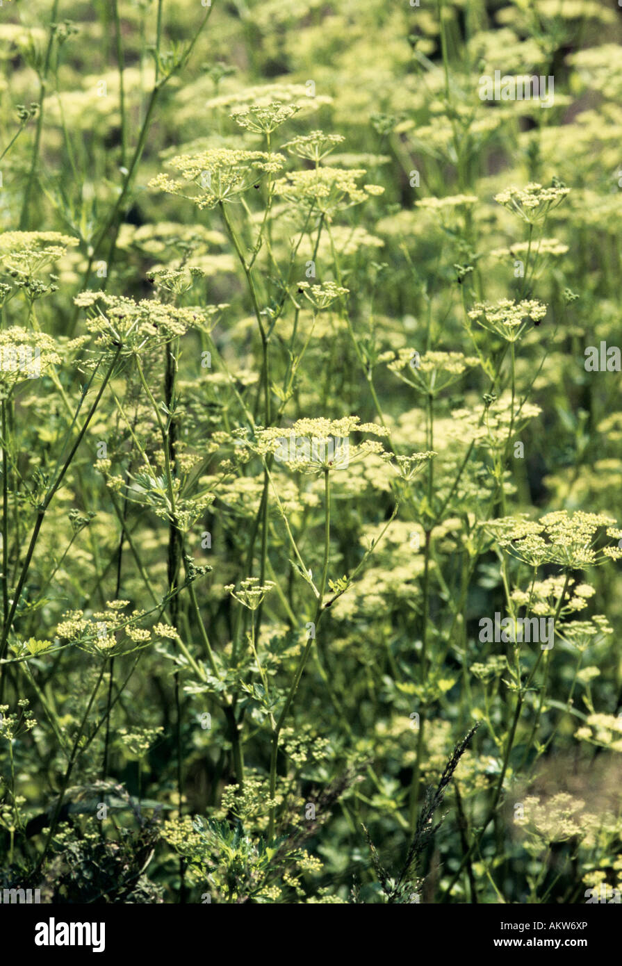 Parsley gone to seed Stock Photo Alamy