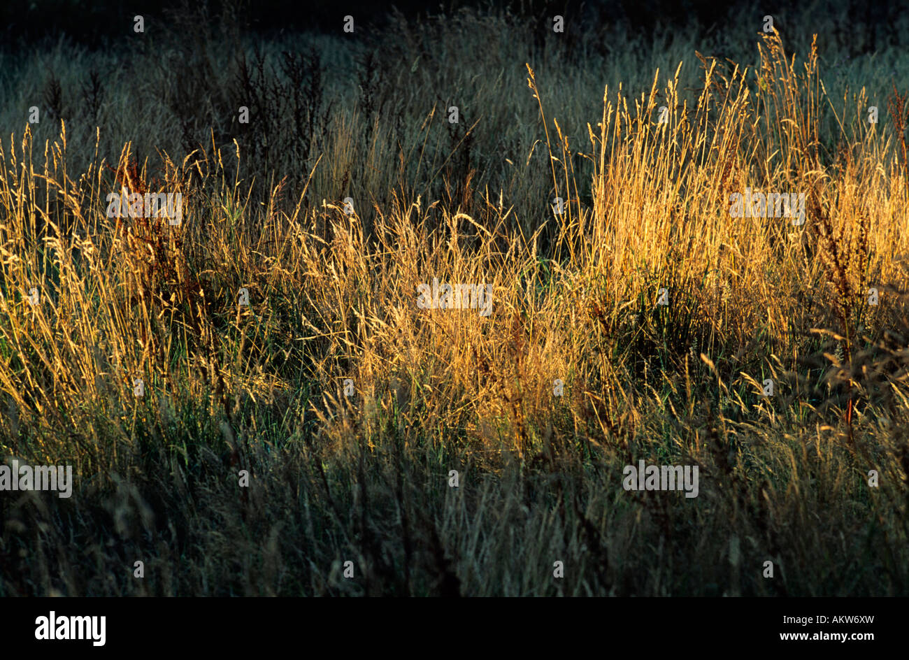 Dry grass field hi-res stock photography and images - Alamy