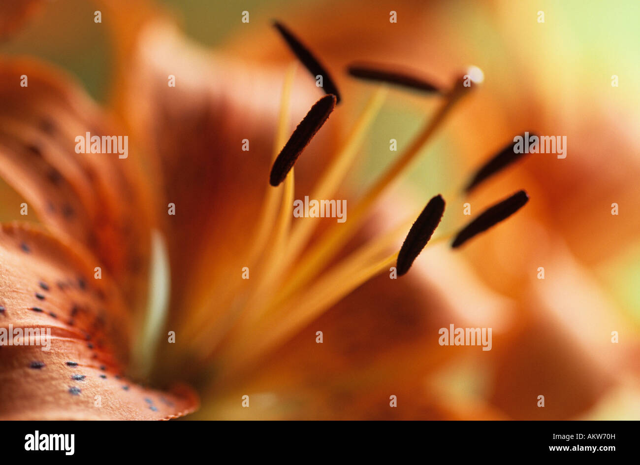 Soft effect hi-res stock photography and images - Alamy