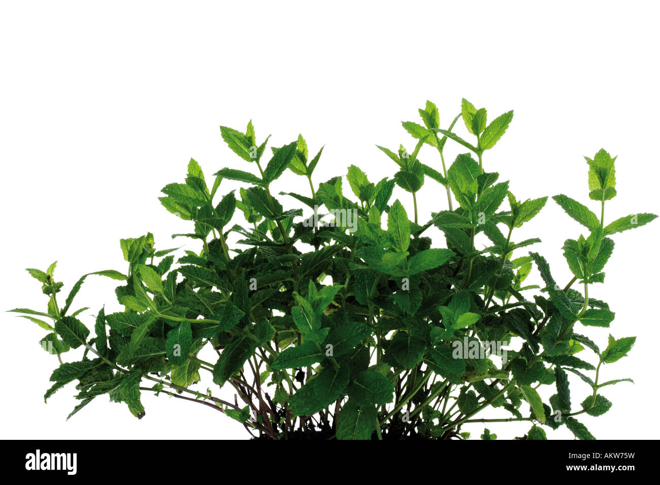 Bunch of mint (Mentha spicata var. crispa), close-up Stock Photo