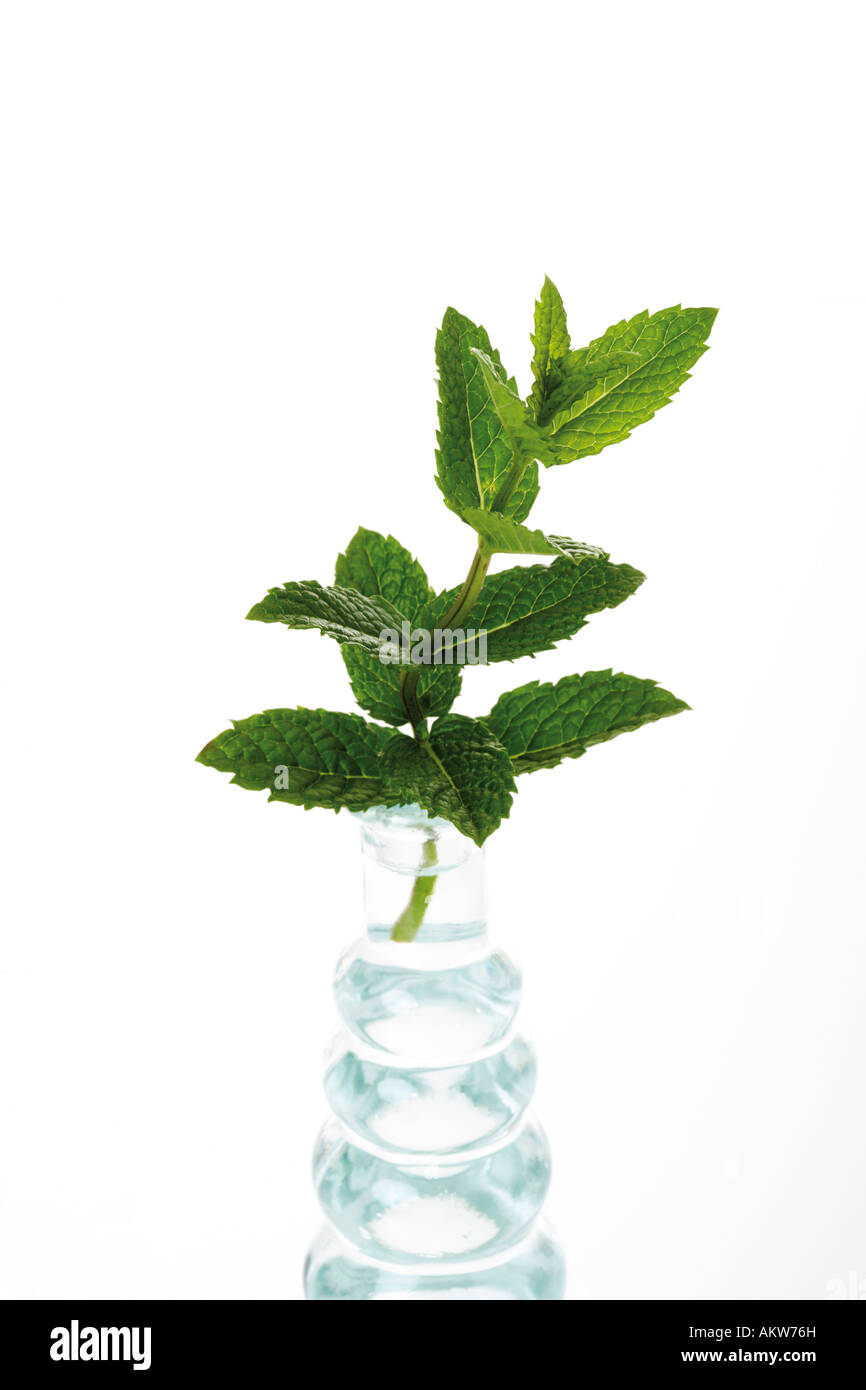 Mint in vase (Mentha spicata var. crispa), close-up Stock Photo