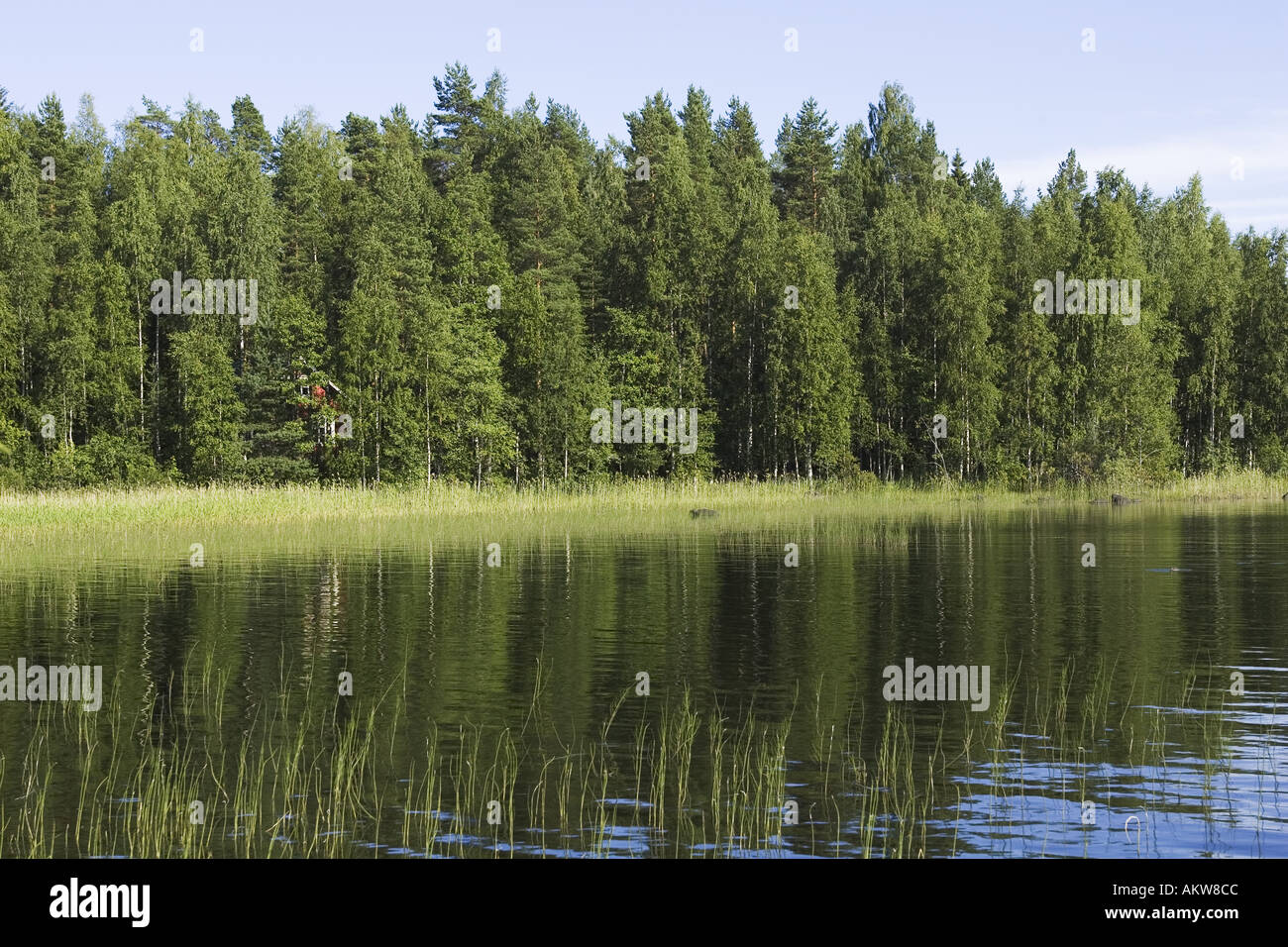 Dense vegetation reflects hi-res stock photography and images - Alamy