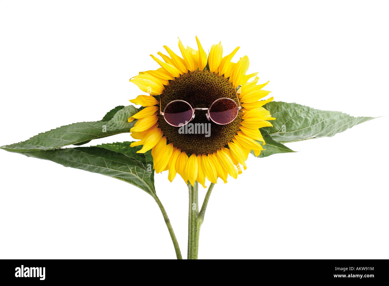 Sunflower with sunglasses, close-up Stock Photo