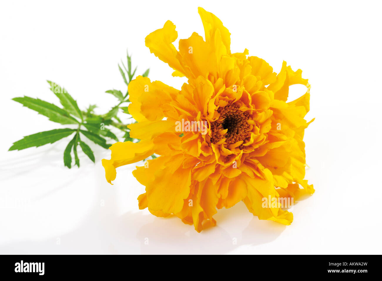 Yellow blossom of marigold (Tagetes), close-up Stock Photo