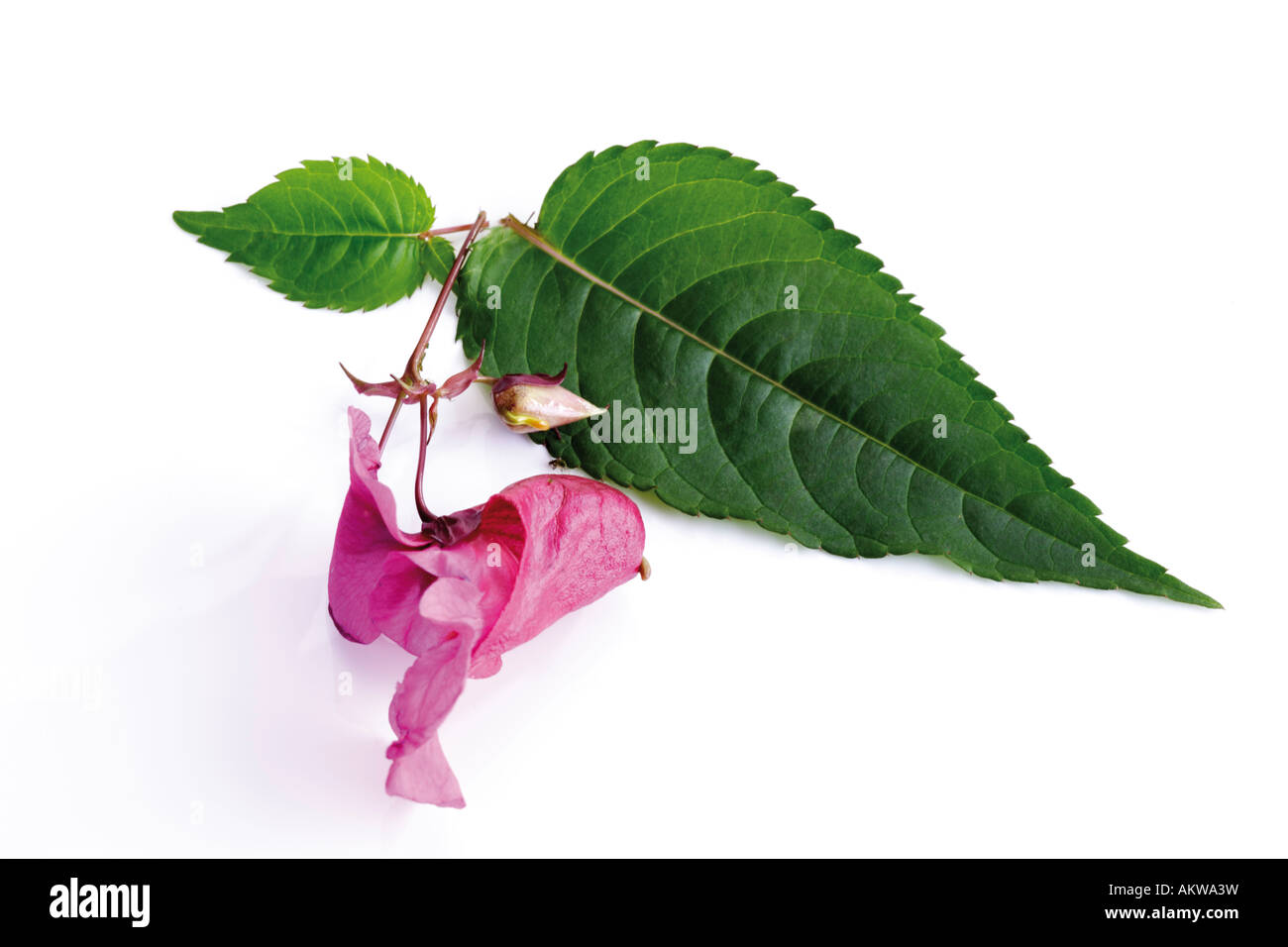 Himalayan Balsam (Impatiens glandulifera), close-up Stock Photo