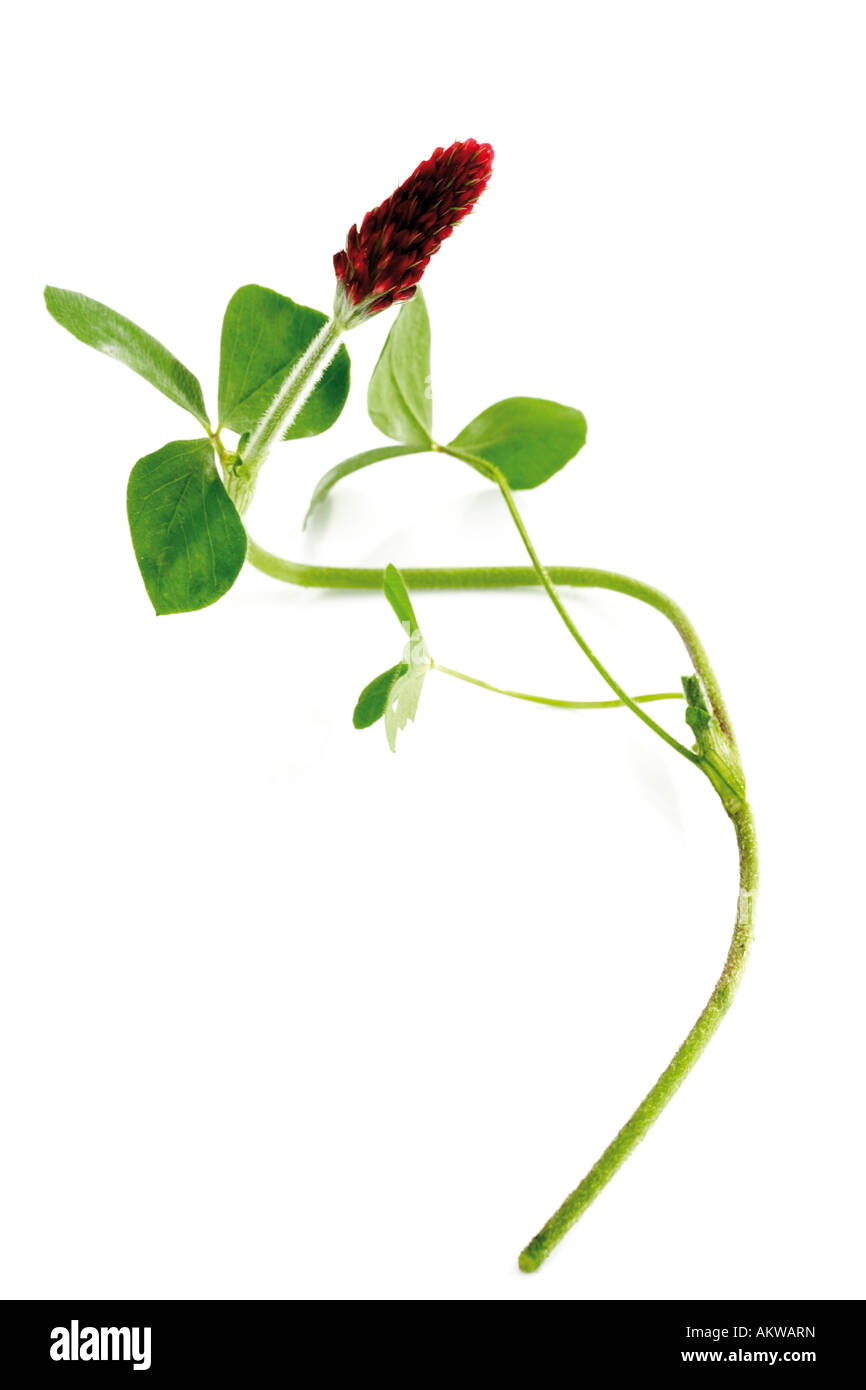 Red Trifoil (Trifolium rubens), close-up Stock Photo