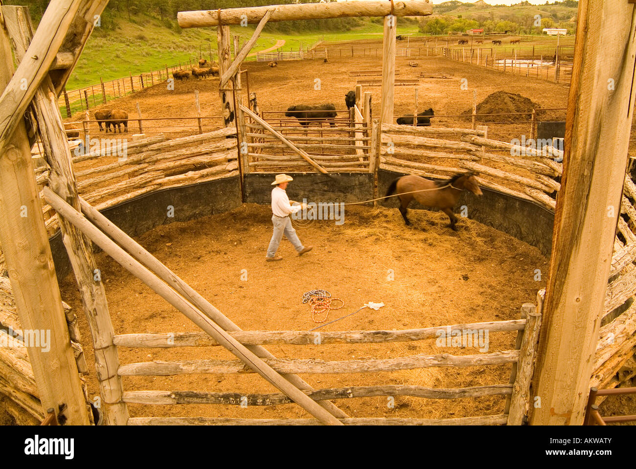 Ted Hanson training a quarter horse at Logging Camp Ranch North Dakota Stock Photo