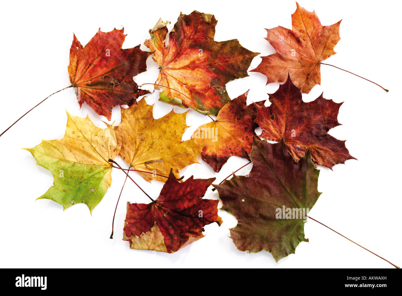 Autumn colored maple leaves, close-up Stock Photo