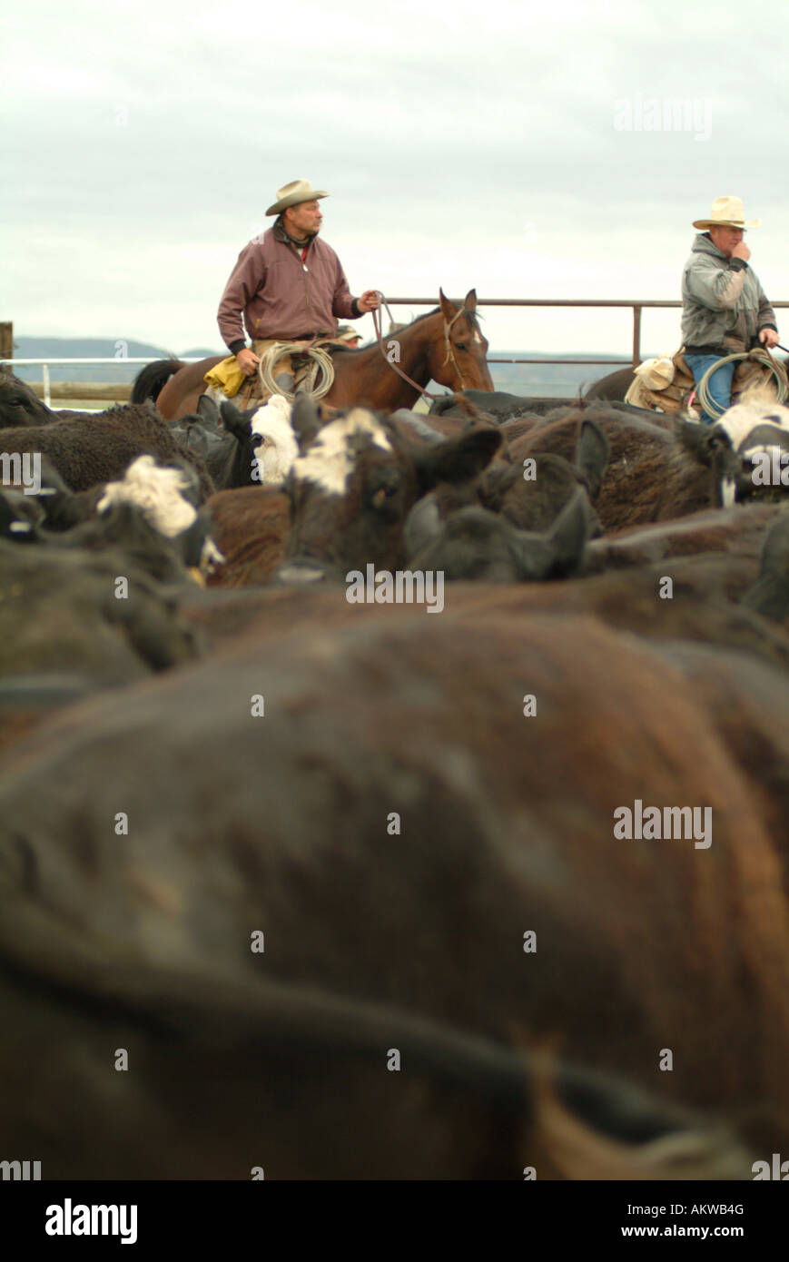 Ranchers working cattle on Logging Camp Ranch North Dakota Stock Photo