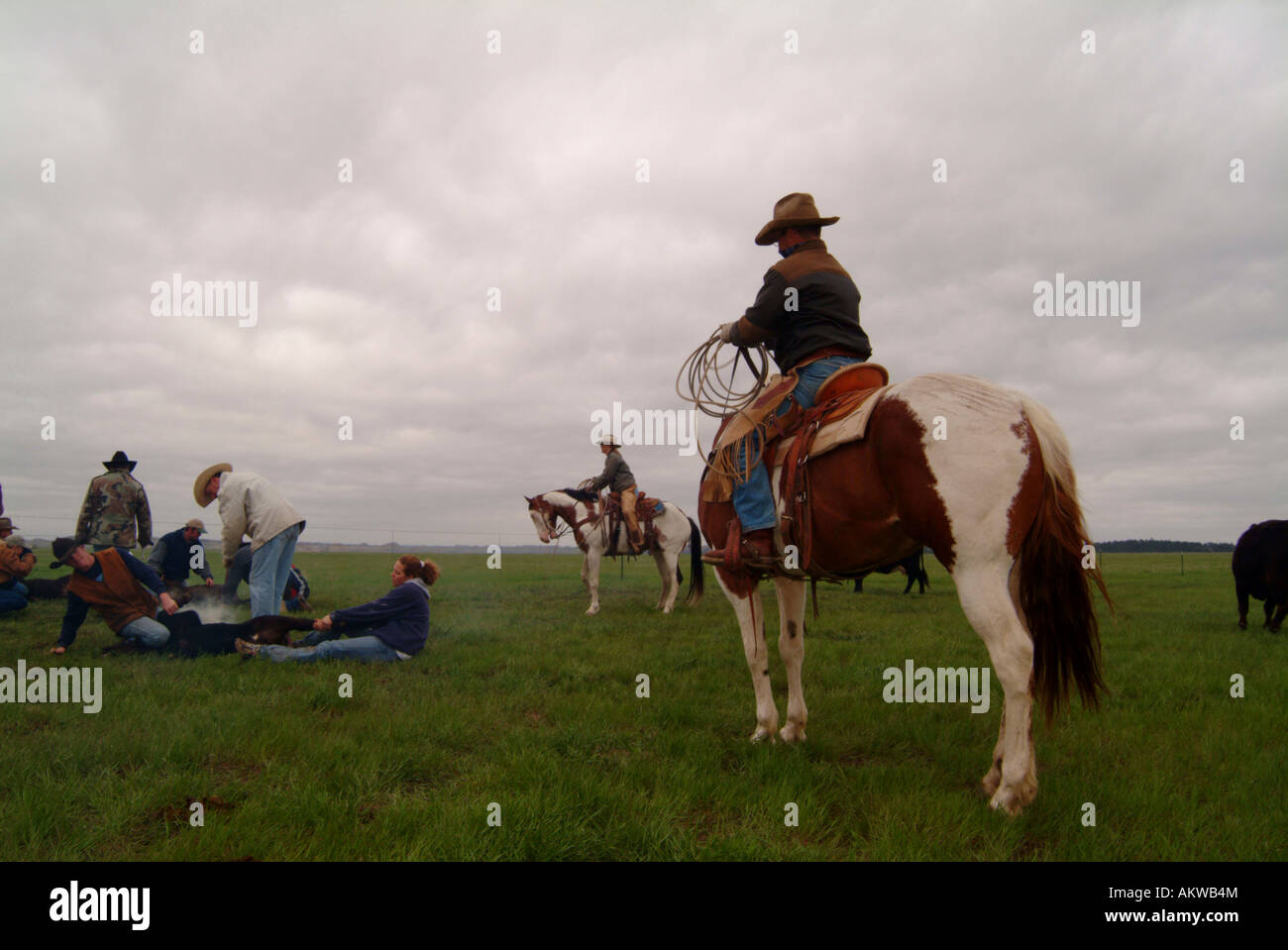 Ranchers working cattle on Logging Camp Ranch North Dakota Stock Photo