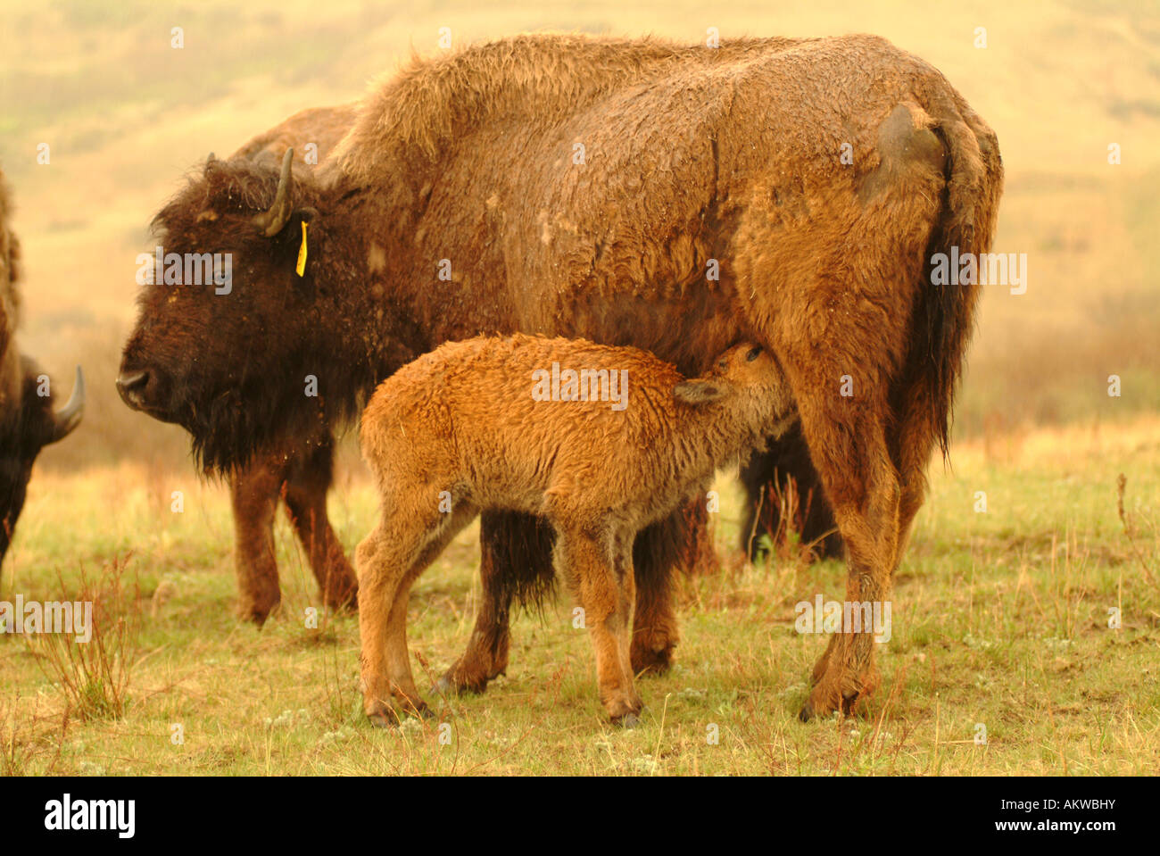 Bison Ranch at Fort Berthold Indian Reservation North Dakota Stock