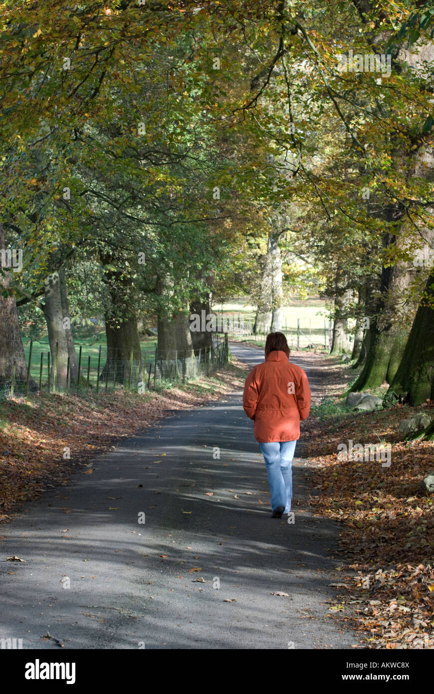 woman walking along country lane lined with trees Stock Photo - Alamy