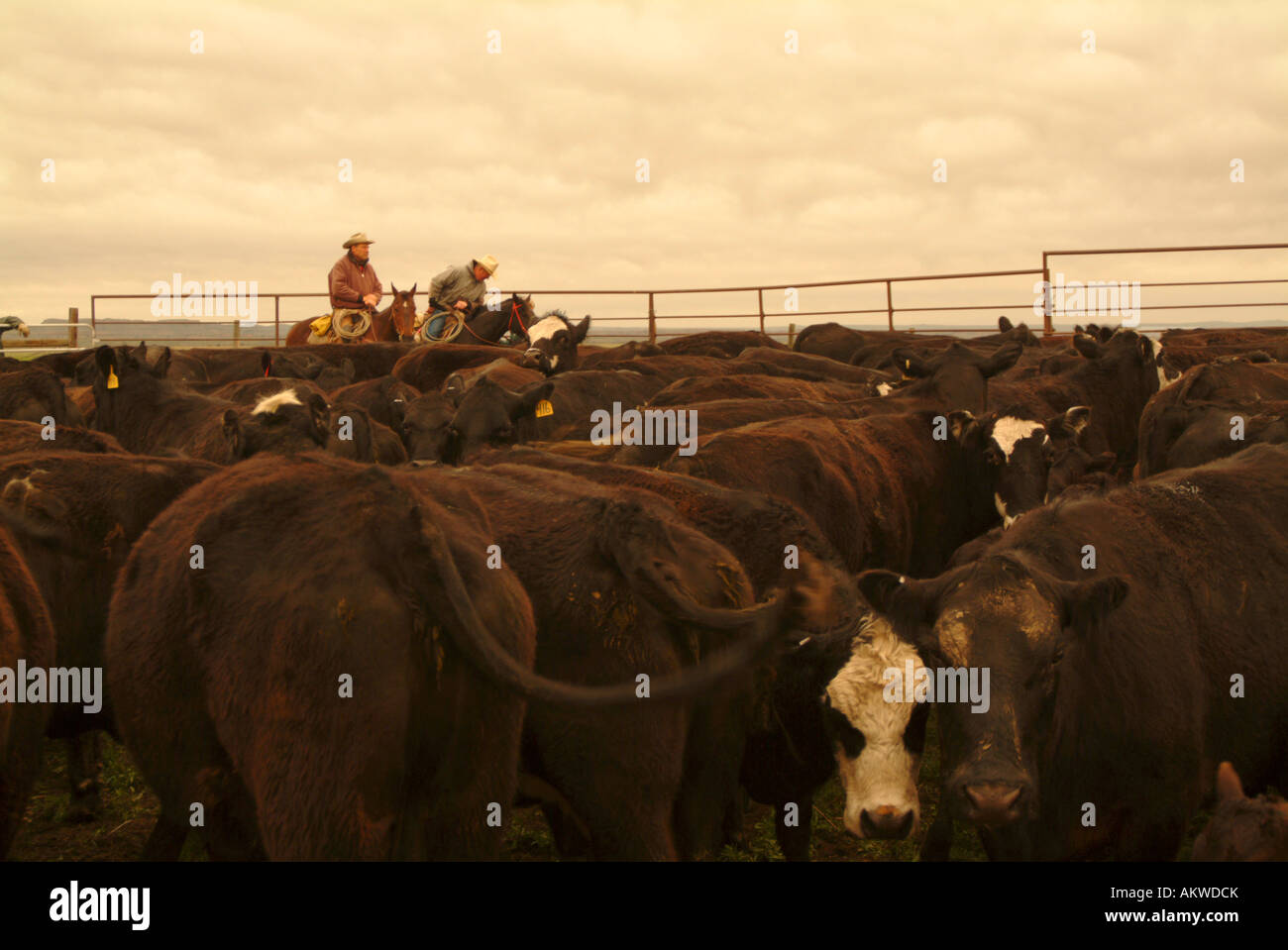 Ranchers working cattle on Logging Camp Ranch North Dakota Stock Photo