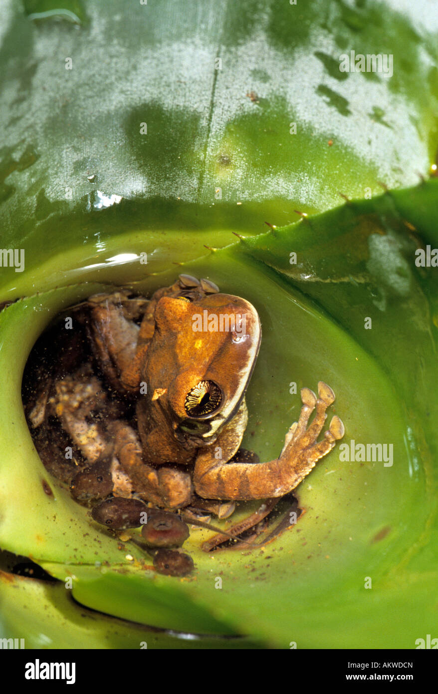 Amazon Rainforest Laughing frog Osteocephalus sp, with mother, tadpole and eggs. Stock Photo