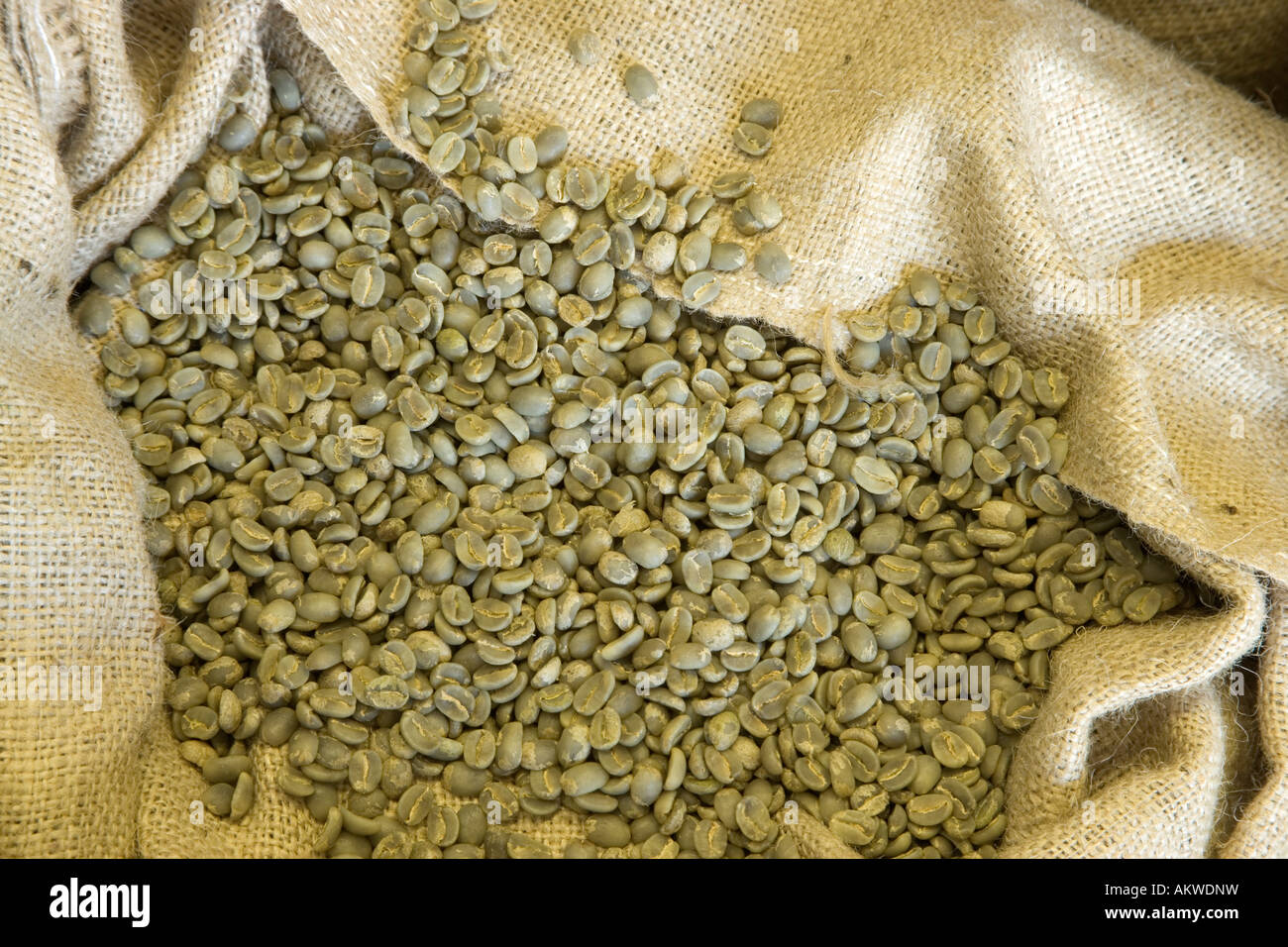 Dried Kona coffee beans in hemp sack. Stock Photo