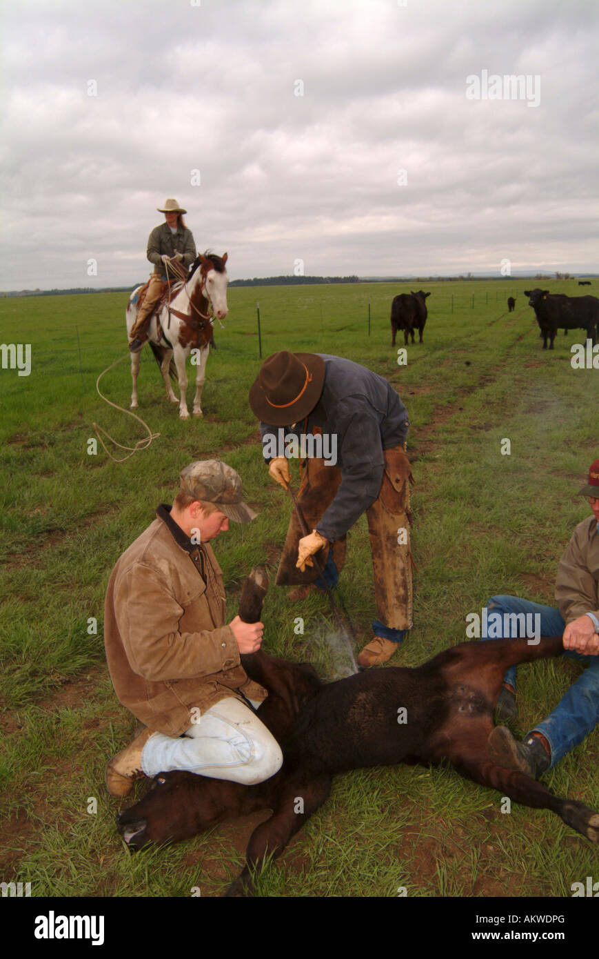 Branding cattle on Logging Camp Ranch North Dakota Stock Photo - Alamy