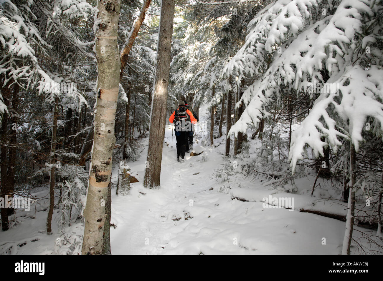 Hikers on Davis Path near Mount Crawford Located in the White Mountains