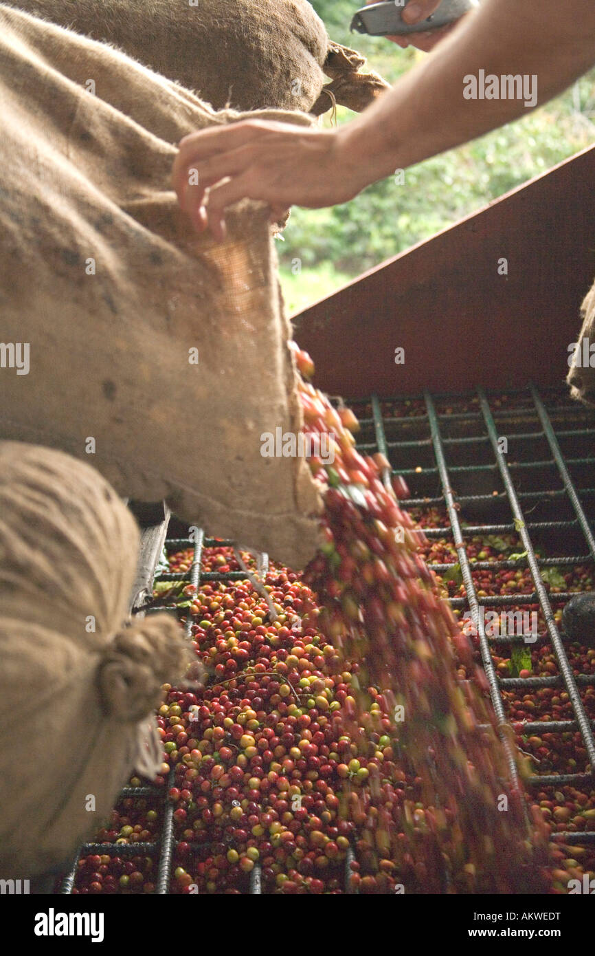 Processing harvested Kona coffee beans. Stock Photo