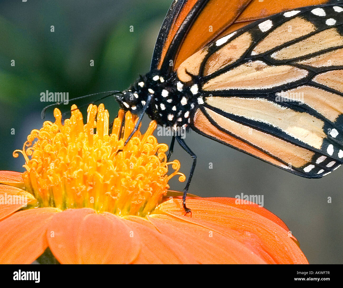 Monarch Butterfly sip nectar from a Daisy flower Stock Photo