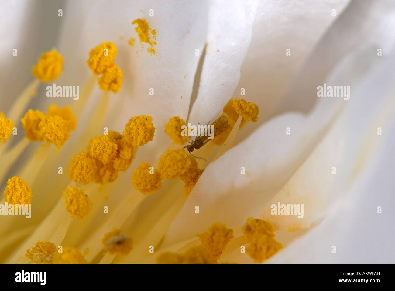 Camellia flower with bug Stock Photo