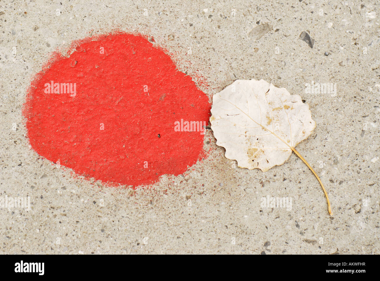 A red dot with a dried leaf Stock Photo