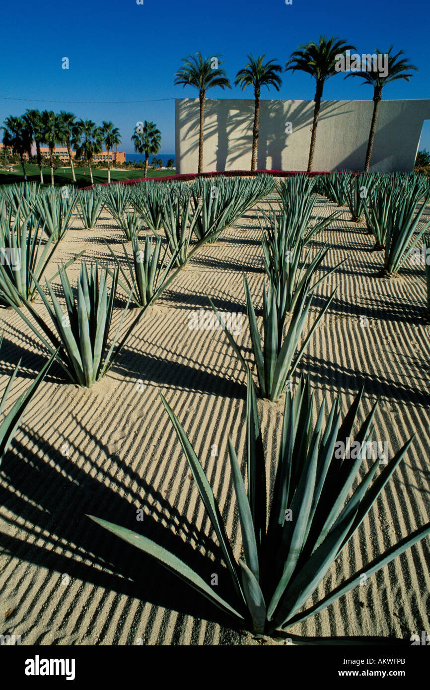 Mexico, Cabo San Lucas, Cactus and hotel entrance Stock Photo Alamy