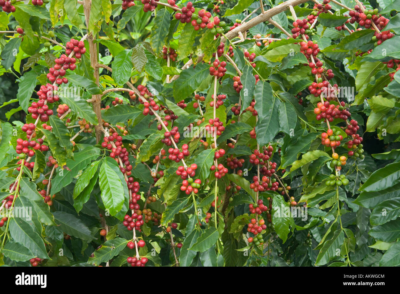 Mature Kona coffee beans on branches. Stock Photo