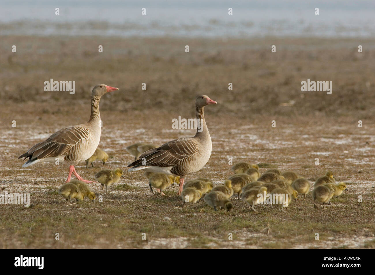 Grey geese with poults, close-up Stock Photo