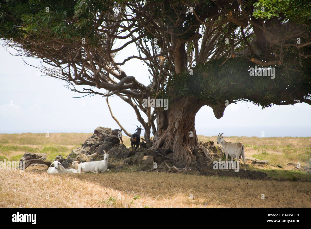 Goat family resting under tree. Stock Photo
