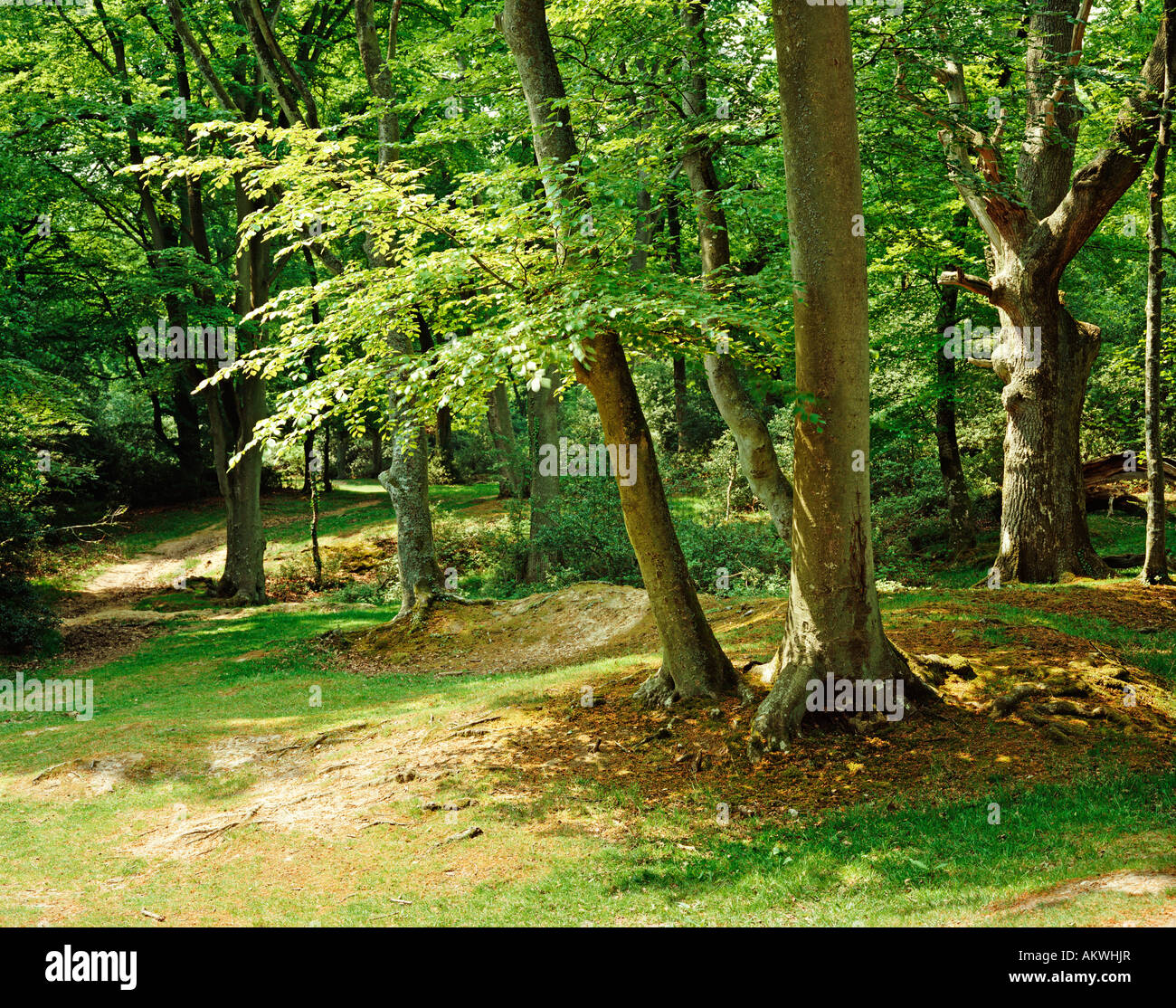 New forest hants hi-res stock photography and images - Alamy