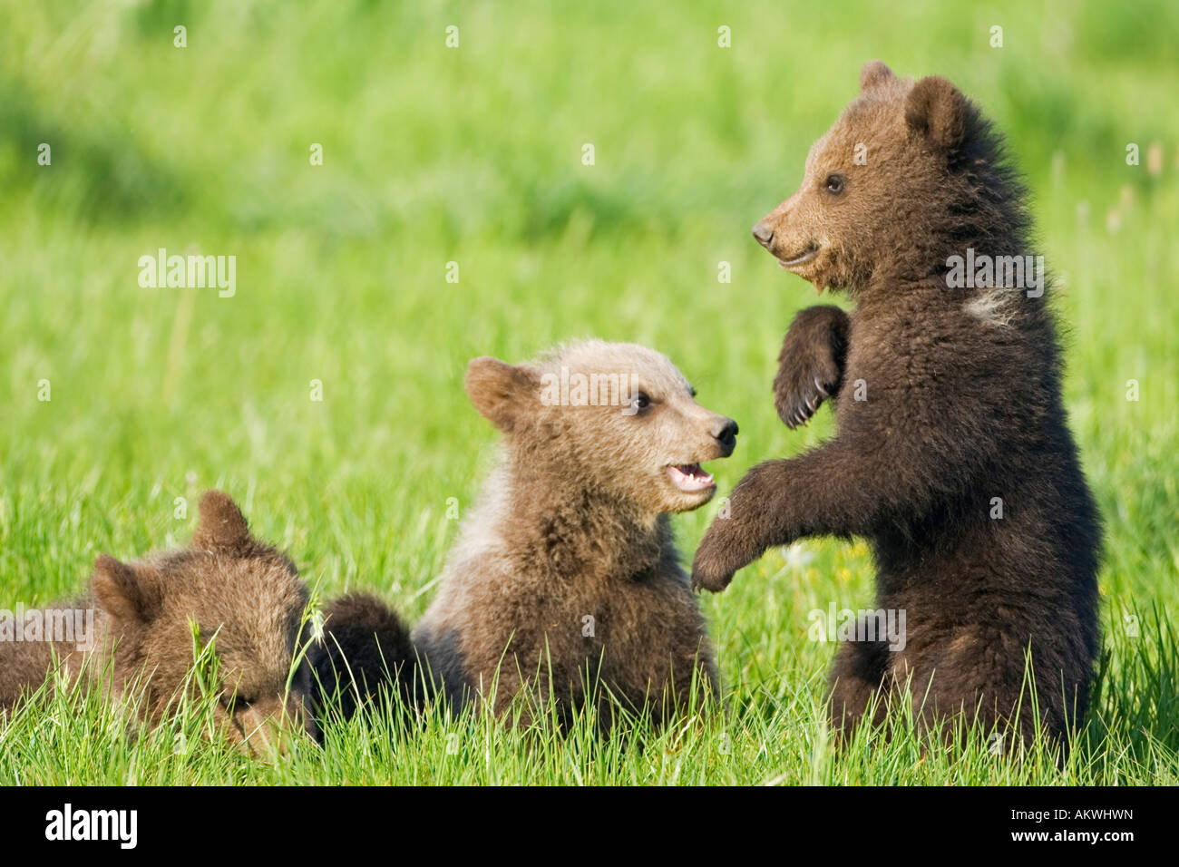 European Brown Bear Cubs Playing ((Ursus arctos), close-up Stock Photo