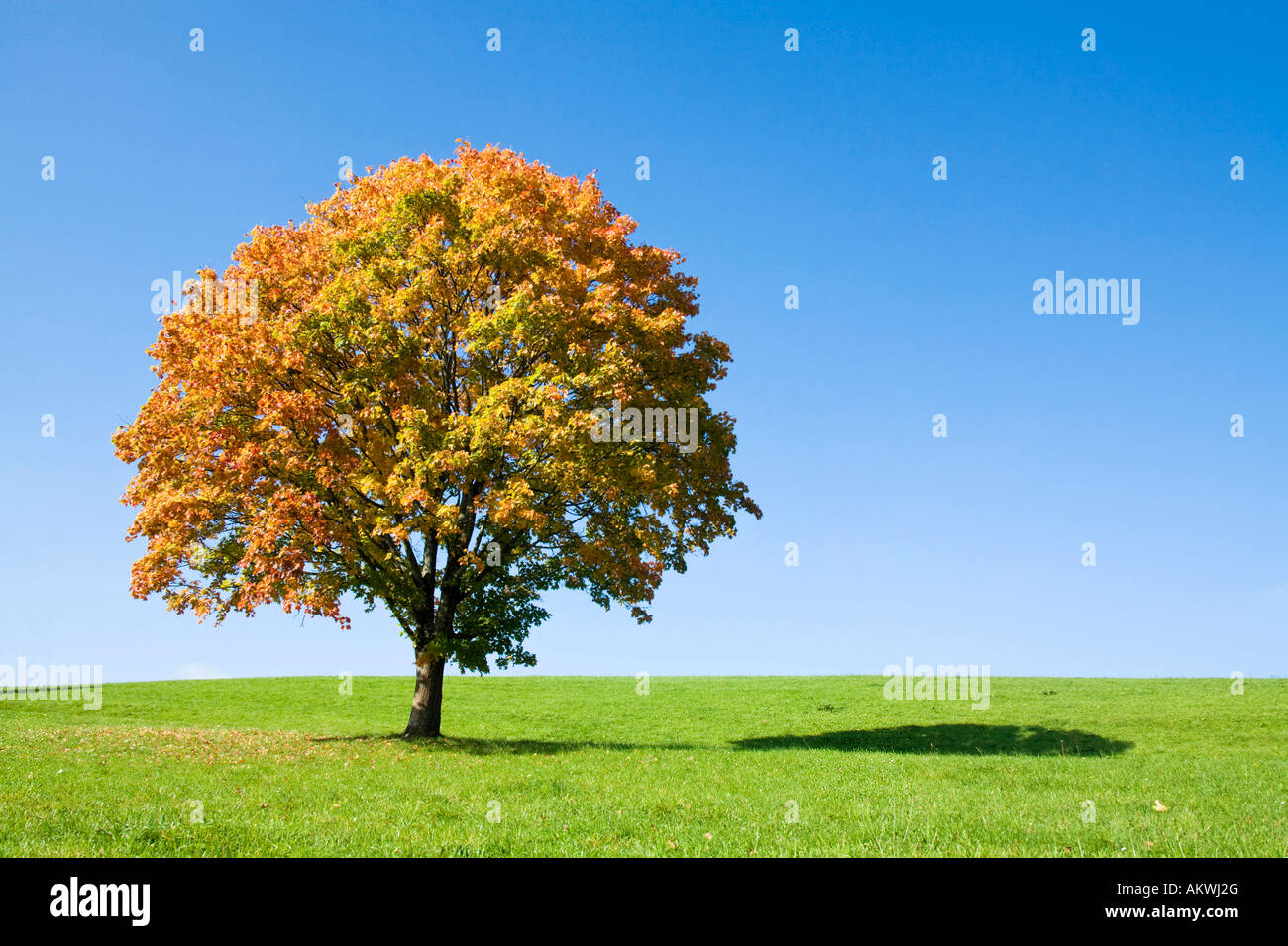 Germany, Bavaria, autumnal maple tree Stock Photo
