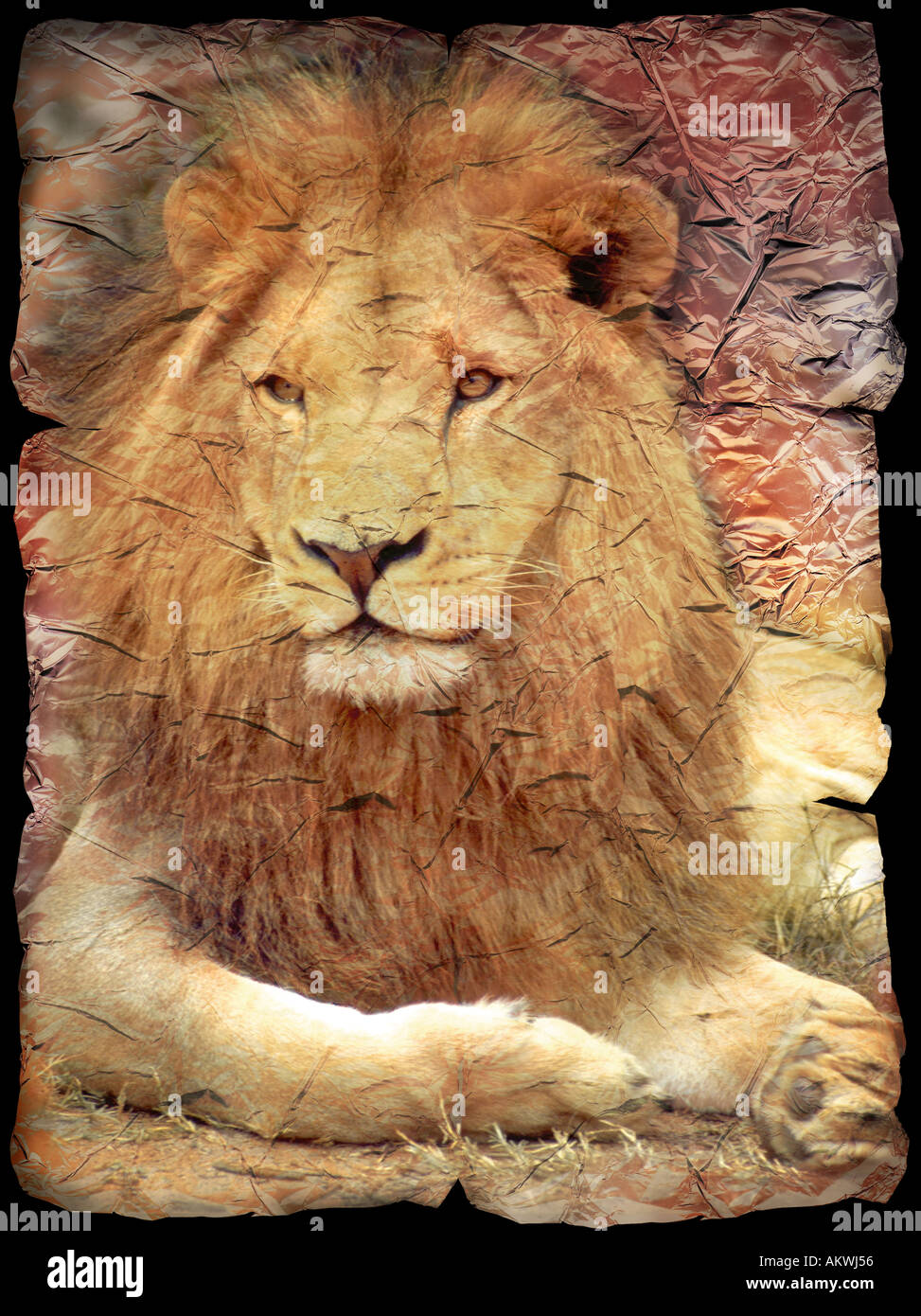 Lion sitting hi-res stock photography and images - Alamy, image size:973x1390